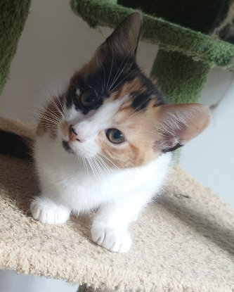 Adopter Brioche