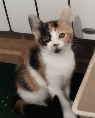Adopter Brioche