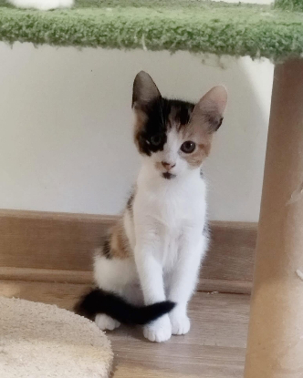 Adopter Brioche