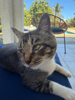 Adopter  chat : Carlos