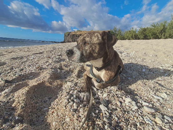 Adopter Samson