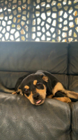 Adopter  chien : Jonas