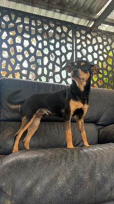 Adopter Jonas