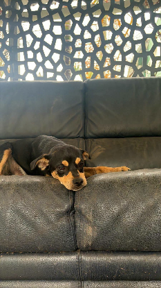 Adopter Jonas
