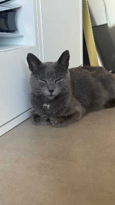 Adoption Oria