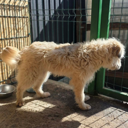 Adopter Lucky