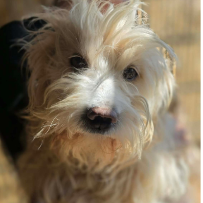 Adopter Lucky