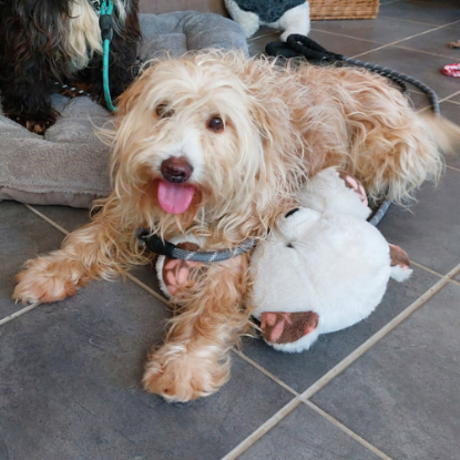 Adopter Lucky