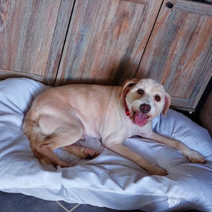 Adoption Lucky