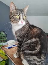 Adopter Rhéa