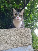 Adopter Rhéa