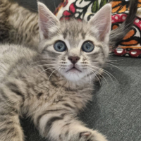 Adopter  chat : Sammy
