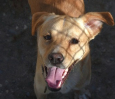 Adopter  chien : Cordobes