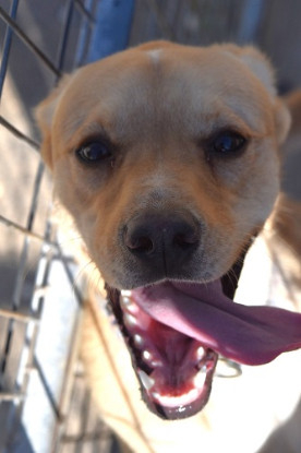 Adopter Cordobes