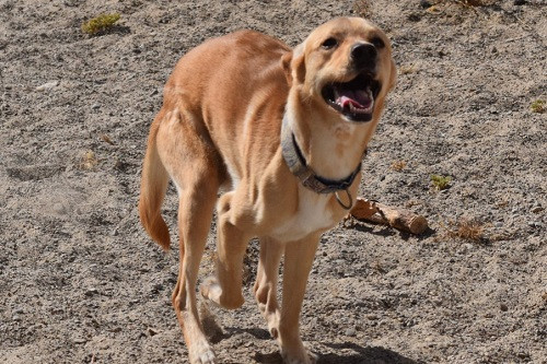 Adoption Cordobes