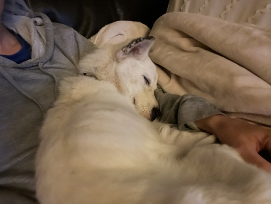 Adopter Geralt
