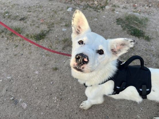 Adopter Geralt