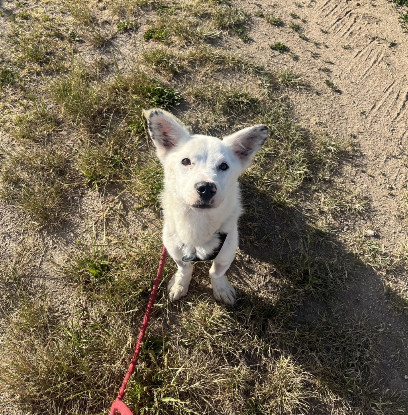 Adoption Geralt