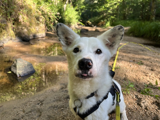 Adopter Geralt