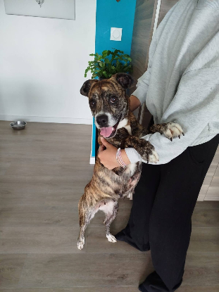 Adopter Tessa