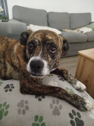 Adoption Tessa