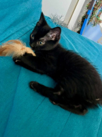 Adopter  chat : Crockmou