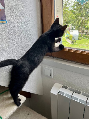 Adoption Chaussette
