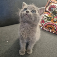 Adopter  chat : Daphné