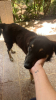 Blacky