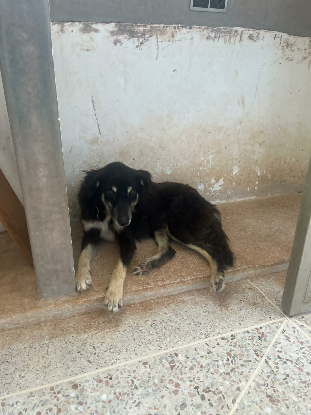 Adoption Blacky