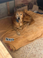 Adopter  chien : Naya