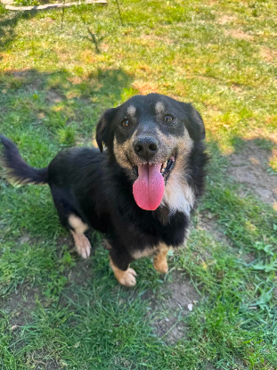 Adopter Kaï