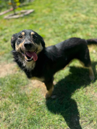 Adopter Kaï