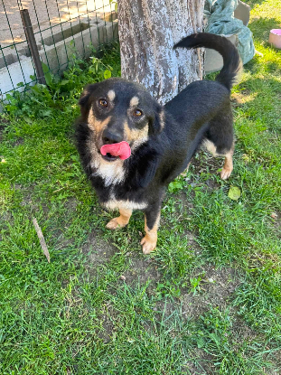 Adoption Kaï