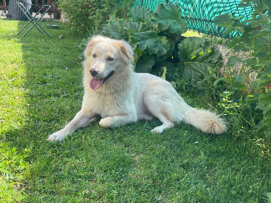 Adopter Luna