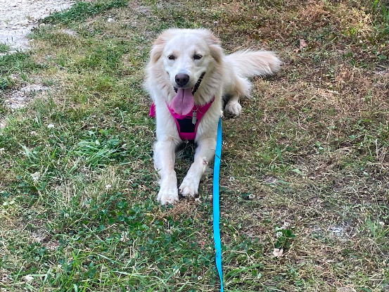 Adopter Luna