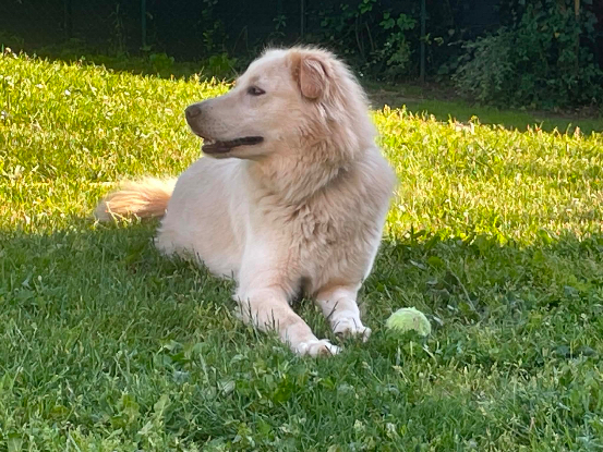 Adopter Luna