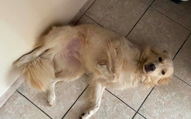 Adoption Luna