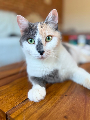 Adopter Cherry
