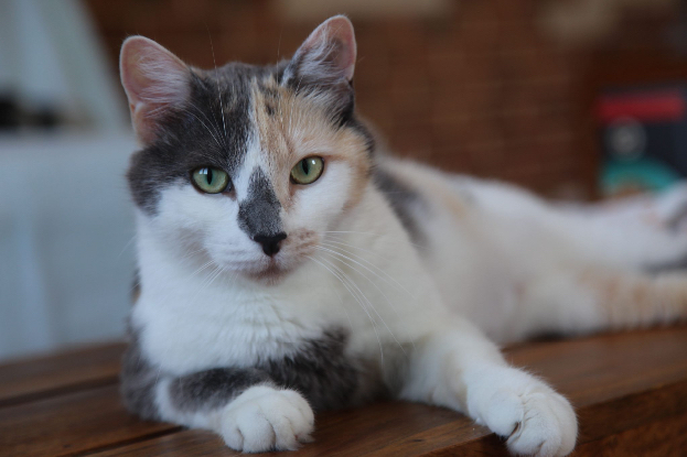 Adopter Cherry