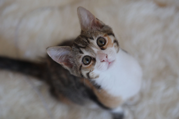 Adopter Bali