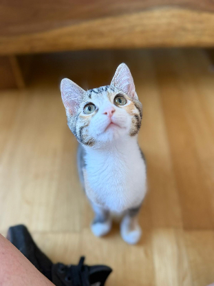 Adopter Bali