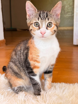 Adopter Bali