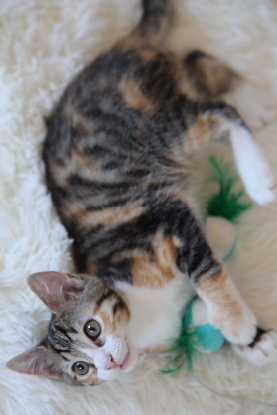 Adoption Bali
