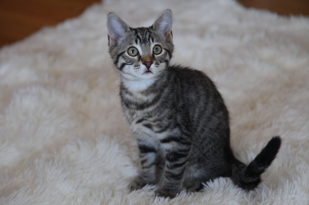 Adopter Sky
