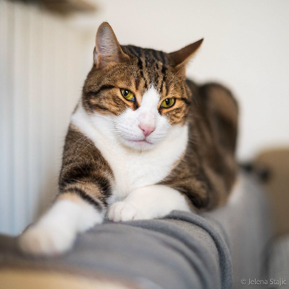 Adopter Simba