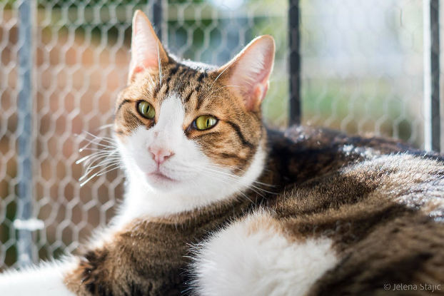 Adopter Simba