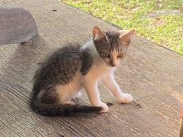 Adopter  chat : Bretzel