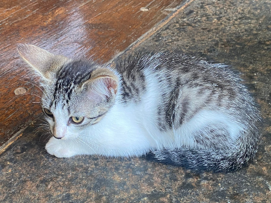 Adopter Bretzel