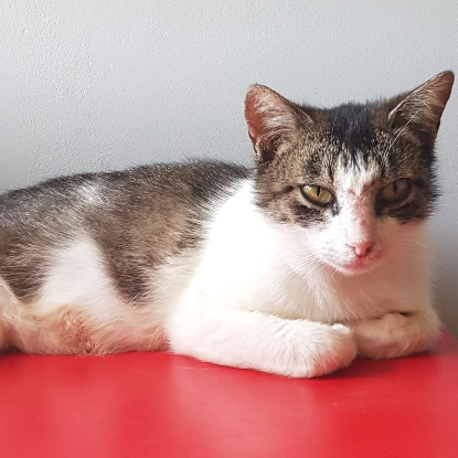 Adopter Mila